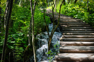 Wooden Hiking Path or Trail in a Forest