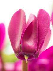 鮮やかなシクラメン