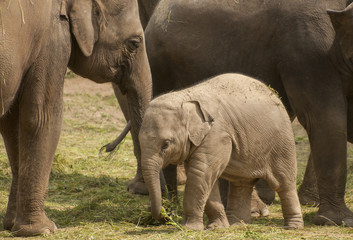 Naklejka premium Young Asian elephant
