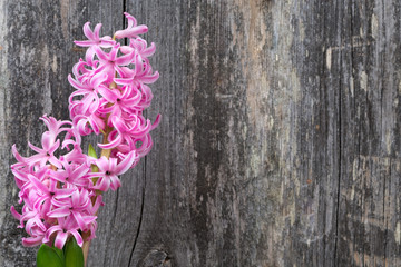 pink hyacinth on a wooden background