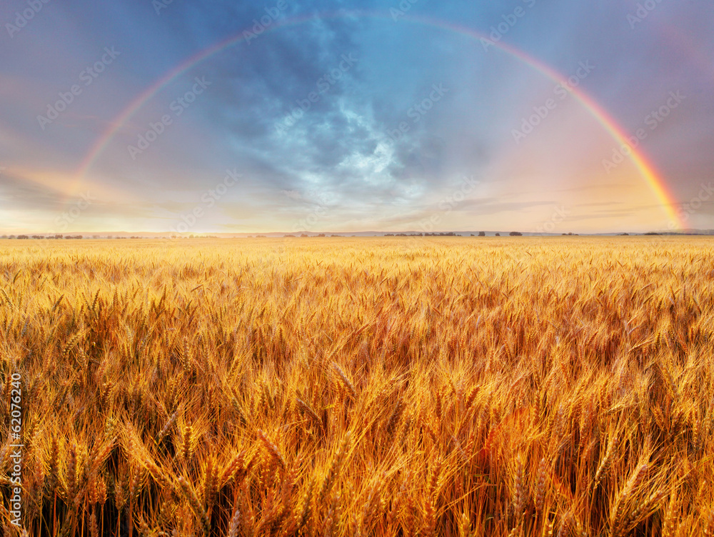 Canvas Prints Wheat field