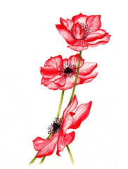 Fototapeta premium Watercolor illustration of a beautiful red anemones flowers