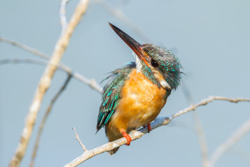 Common Kingfisher look at the sky for beware the enemies
