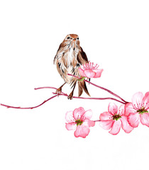 Nightingale sitting on a branch of cherry blossom / Watercolor