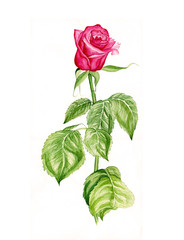 Watercolor illustration of a beautiful red rose flower