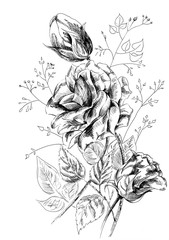 Drawing illustration of a beautiful roses  flowers