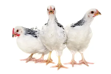 Photo sur Aluminium Poulet Groupe de poulets