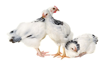 Poultry