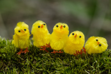 easter chicken