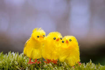 easter chicken
