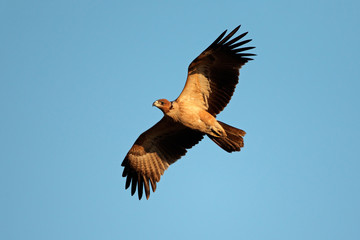 Raptor in flight