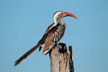 Red-billed hornbill © EcoView