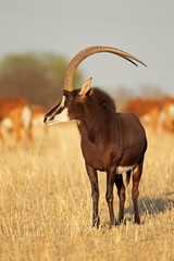 Sable antelope bull © EcoView