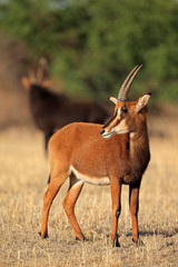 Sable antelope