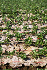 strawberry garden in thailand