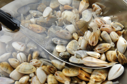 shells in thailand