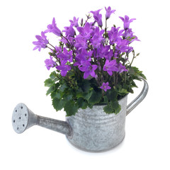 Bell Flowers
