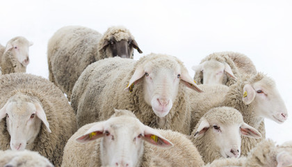 Ram with sheep