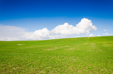 green field and blue sky