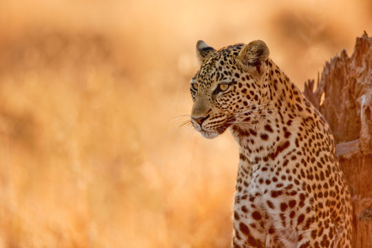 Fototapeta Leopard at Sunset