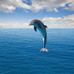 einzelner springender Delphin