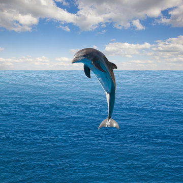 single  jumping dolphin