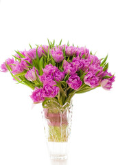 Beautiful purple tulips