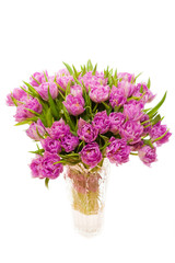 Beautiful purple tulips