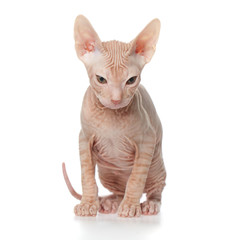 Sphynx kitten on white background