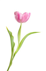 Magenta tulip