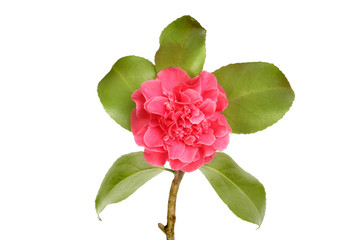 Red Camelia