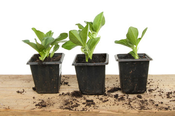 Broad bean seedlings