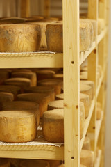 Fototapeta na wymiar Cheese madurating in storage room