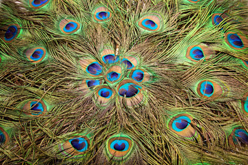 Obraz premium Close up Peacock feather