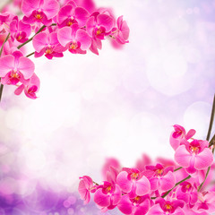 Fototapeta na wymiar fioletowa ramka orchidea gałęzi