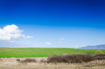 Obraz premium green field and blue sky