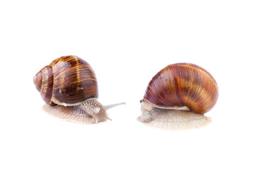 Garden Snails - Helix pomatia isolated on white