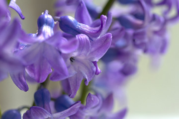 flower  hyacinth