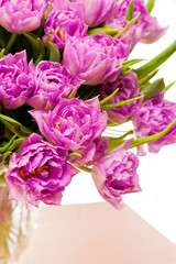 Beautiful purple tulips