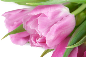 tulip flower closeup