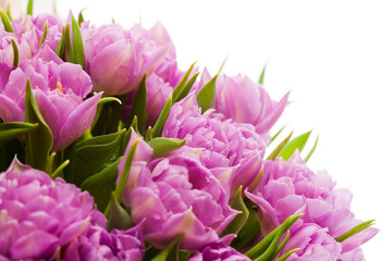 Beautiful purple tulips