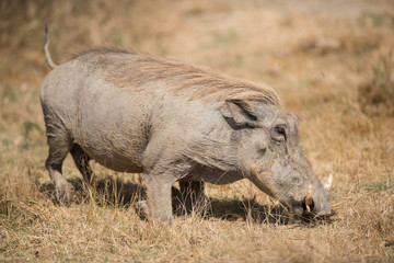 The warthog or common warthog in Serengeti.