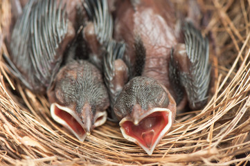 Baby birds in the nest