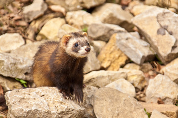Fototapeta premium Frettchen (Mustela putorius furo)