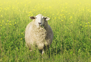 Fototapeta premium White sheep in sunlight on summer meadow with flowers of rape