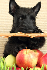 scottish terrier with apple