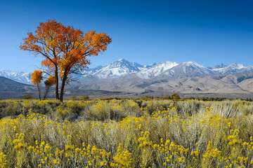 Tree in desert with mountains in background / USA / America