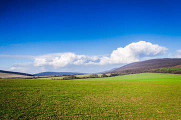 green field and blue sky