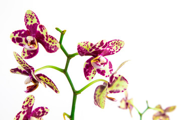 Leopard orchid on a white background © larcobasso