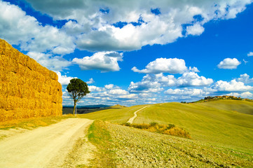 Fototapeta premium Tuscany, lonely tree and rural road. Siena, Orcia Valley, Italy.